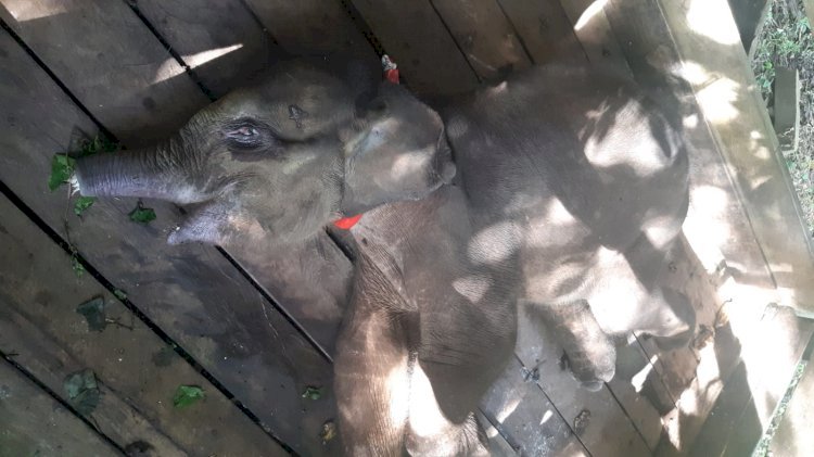 Gajah yang ditemukan hampir putus belalai di Aceh Jaya, akhirnya mati. Foto: Dokumen FJL Aceh