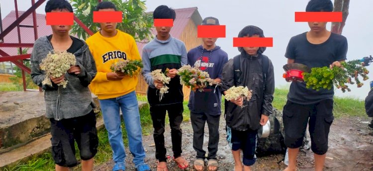 Enam remaja kedapatan ambil tanaman dilindungi di Kawasan Gunung Dempo. (Istimewa/rmolsumsel.id)