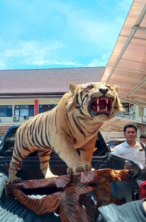 Opsetan Harimau Sumatera hasil penyerahan warga Kota Palembang