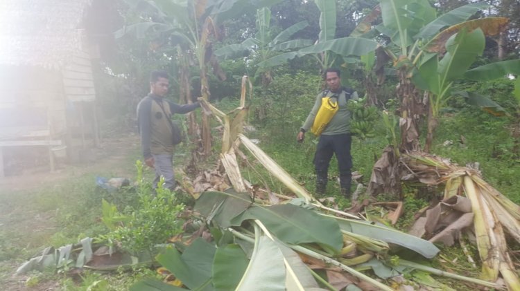 Perkebunan warga yang dirusak oleh gajah liar di Nagan Raya. (ist/rmolsumsel.id)