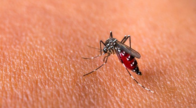 Nyamuk Aedes Aegypti penyebar DBD. (Istimewa/rmolsumsel.id)