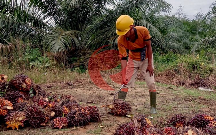 Petani sawit di Desa Bumi Kencana Kecamatan Sungai Lilin, Kabupaten Musi Banyuasin. (rmolsumsel)