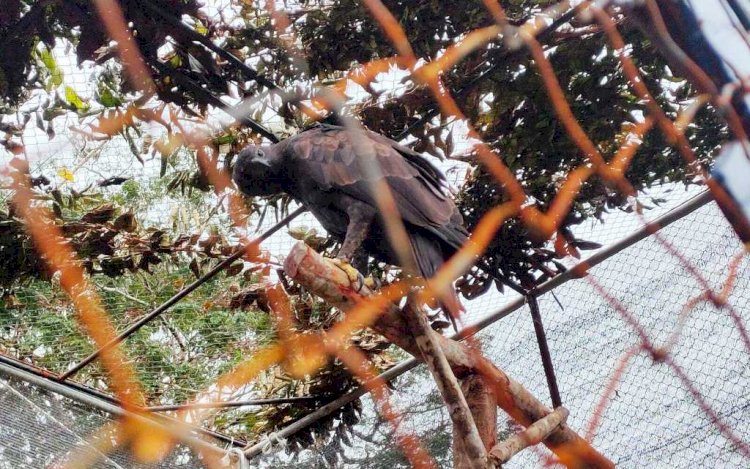 Elang Brontok yang dilepasliarkan di Tahura Gunung Menumbing, Kabupaten Bangka Barat, Minggu (19/12). (BKSDA Sumsel/rmolsumsel.id)