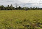 Bendungan Rusak, Ratusan Hektar Sawah Berubah Jadi Savana Tandus