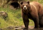 Diserang Beruang di Kebun, Kaki Kiri Warga OKU Putus