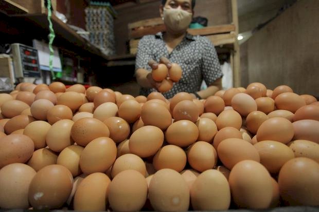 Harga telur ayam di pasar tradisonal kembali normal/ist 