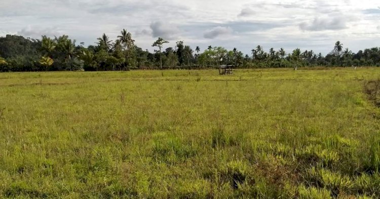Terlihat sawah yang seharusnya saat ini di tumbuhi Padi, namun kini terlihat seperti Padang Savana. (ist/rmolsumsel.id)