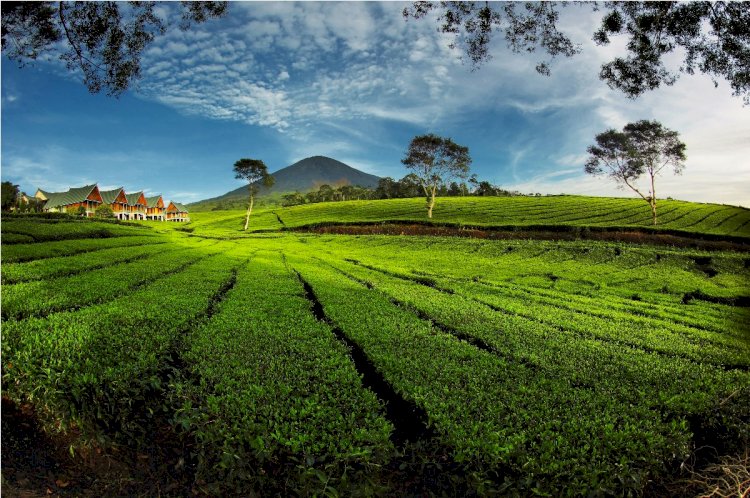 Kebun teh Gunung Dempo