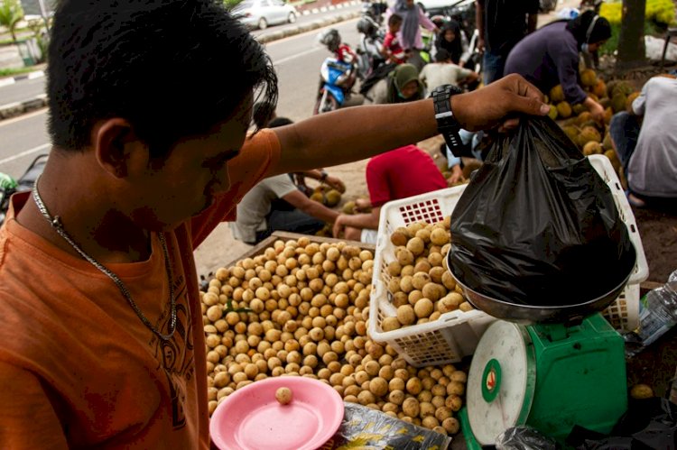 Pedagang musiman menjajahkan buah Duku yang banyak diminati masyarakat Palembang/Foto: Humaidy Kennedy