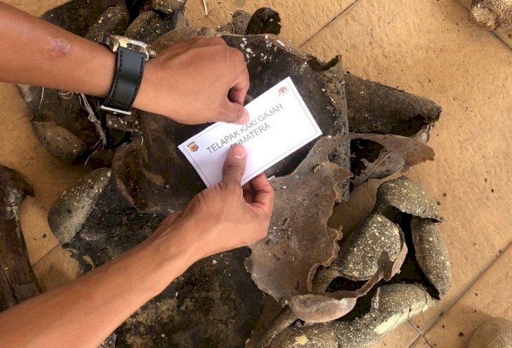 Tulang belulang gajah yang dibunuh di Aceh Jaya/RMOLAceh