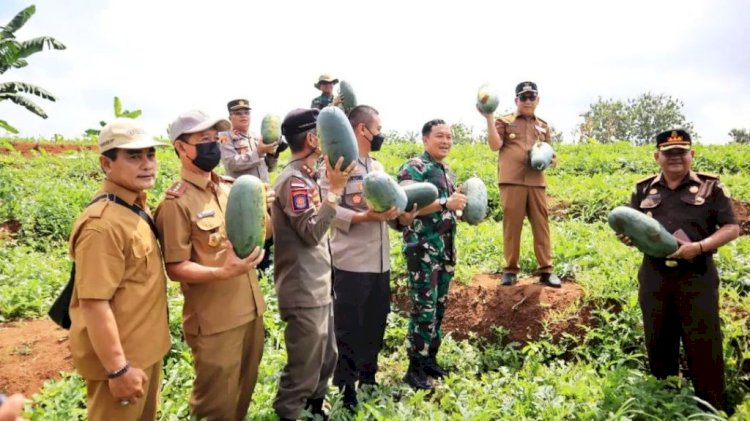 Wali Kota Lubuklinggau SN Prana Putra Sohe dan Forkopimda panen semangka di lahan Millenial Farming Park Kodim 0406 Lubuklinggau, Selasa (25/1). (Diskominfo Lubuklinggau/rmolsumsel.id)