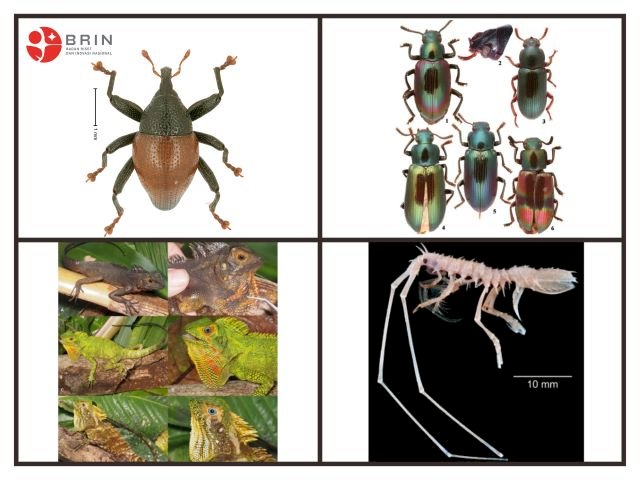 Sebagian gambar spesies baru yang berhasil diidentifikasikan para peneliti Indonesia. (BRIN/rmolsumsel.id)
