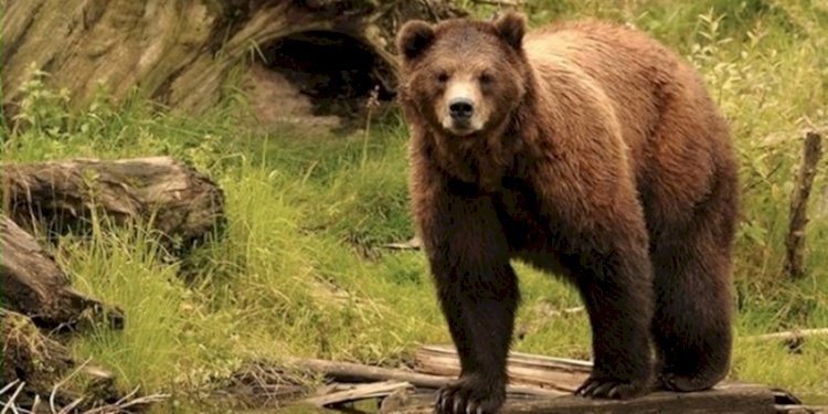 Ilustrasi beruang (Istimewa/net)