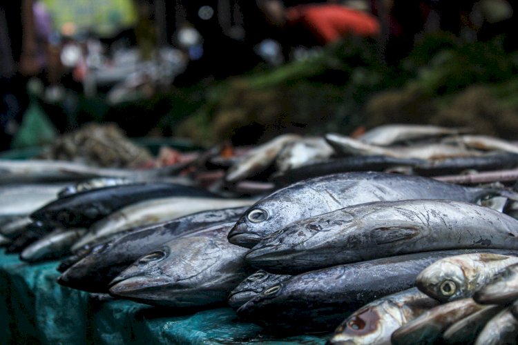 Ikan Tongkol memiliki berbagai macam manfaat, diantaranya mampu menjaga berat badan. (Humaidy Aditya Kenedy/Rmolsumsel.id). 