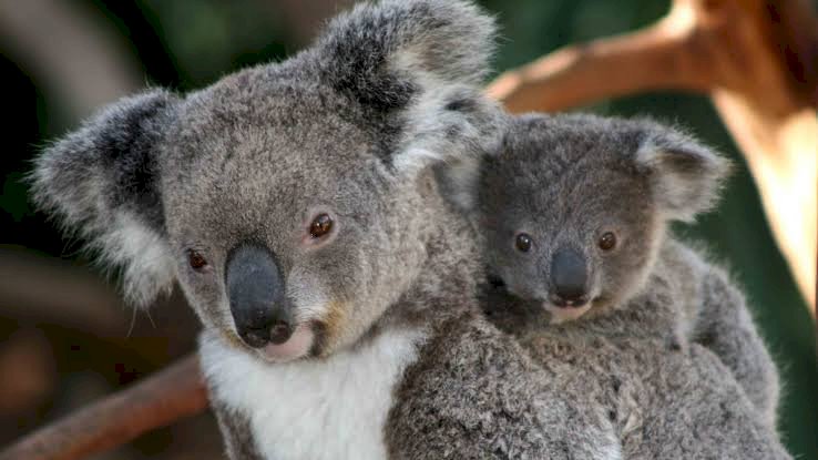 Koala menjadi hewan terancam punah. (Net/Rmolsumsel.id). 