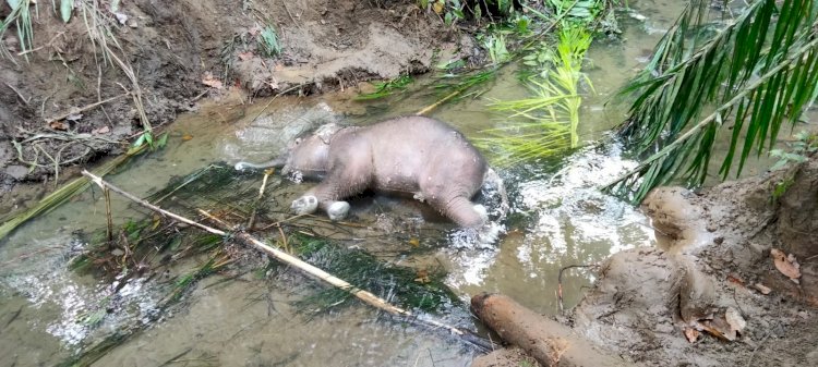 Bayi gajah yang ditemukan Mati di Sungai Mila Pidie. (Istimewa/rmolsumsel.id)