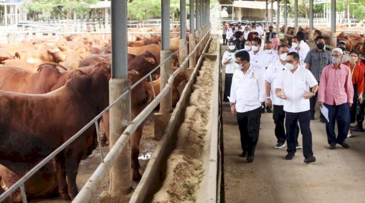 Menteri Pertanian Syahrul Yasin Limpo saat mengunjungi peternakan sapi potong di kawasan Tangerang, Banten. (Humas Kementan/rmolsumsel.id)