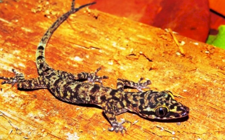 Cecak Jarilengkung dari Pulau Obi yang diberi nama Cyrtodactylus Papeda. (BRIN/rmolsumsel.id)