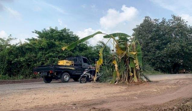 Warga menanam pohon pisang di ruas Jalinteng Sumatera di Mangunjaya Kecamatan Babat Toman, Kabupaten Musi Banyuasin. (Net/rmolsumsel.id)