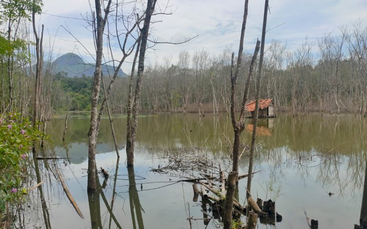 Kondisi terkini kebun warga di Desa Ulak Pandan yang terendam air diduga akibat tersumbatnya sungai akibat aktivitas PT BME. (rmolsumsel)