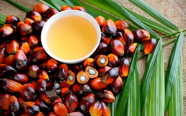 Crude palm oil (CPO). (Net/rmolsumsel.id)