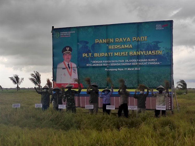 Plt Bupati Muba Beni Hernedi bersama Forkpimda melakukan panen raya di Desa Perumpung Raya Kecamatan Lalan. (Amarullah Diansyah/Rmolsumsel.id). 