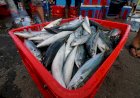 Produksi Ikan Meningkat, KKP Jamin Kebutuhan Ikan di Ramadan dan Lebaran Terpenuhi