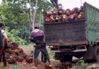 Larangan Ekspor CPO Bikin Harga Sawit Anjlok, Petani di Lampung Menjerit