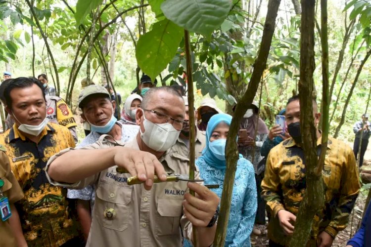 Wali Kota Pagar Alam Alpian Maskoni melakukan sambung pucuk kopi di Dusun Jangga, Kelurahan Padang Temu, Kecamatan Dempo Tengah. (Humas Kota Pagar Alam/rmolsumsel.id)