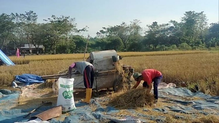 Petani di Muara Enim melakukan panen padi di sawah tadah hujan/Foto:Noviansyah