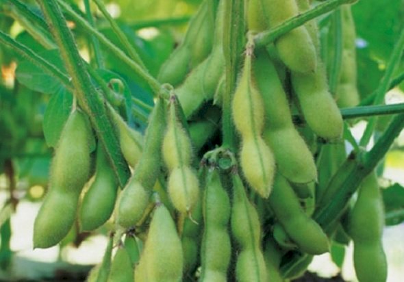 Kacang kedelai. (Net/rmolsumsel.id)