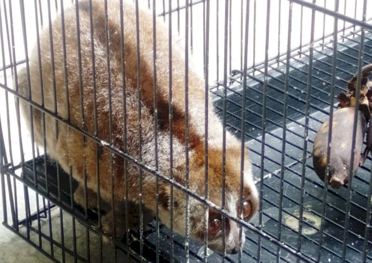 Kukang yang ditemukan di halaman MAN 1 Banyuasin dievakuasi BKSDA Sumsel. (BKSDA Sumsel/rmolsumsel.id)