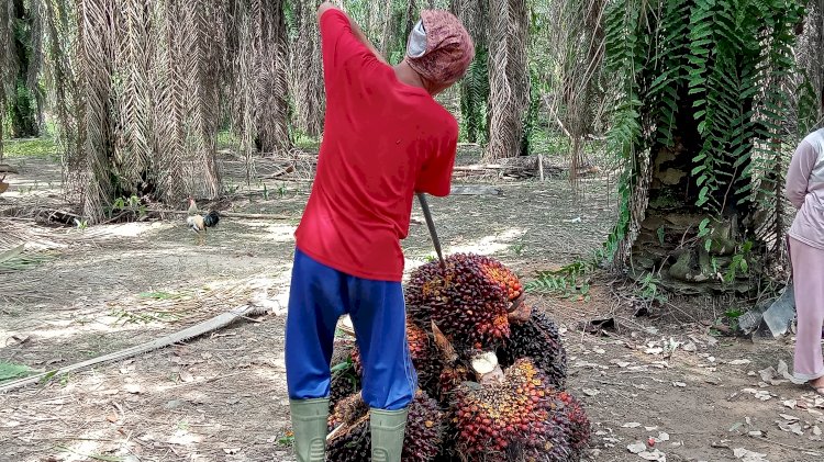 Petani sawit di Muara Enim. (dok/rmolsumsel.id)