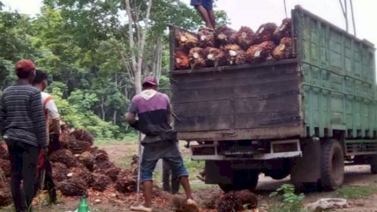 Petani sawit di Lampung Utara tengah memuat buah sawit ke truk untuk dibawa ke pabrik. (rmollampung.id)