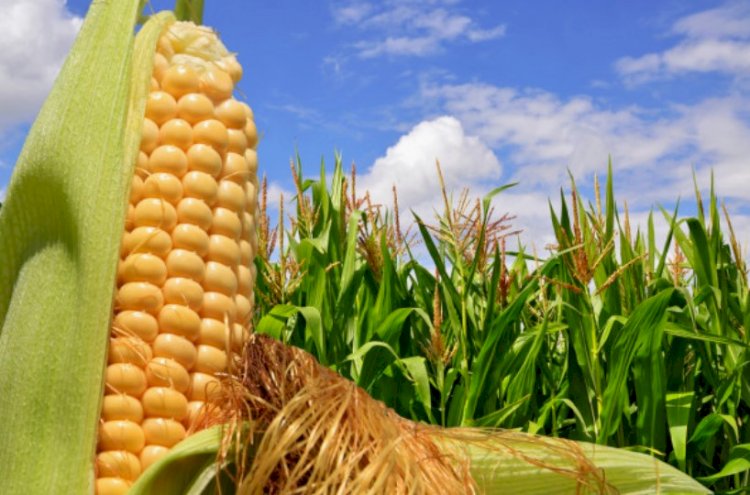 Kebun jagung siap panen. (Net/rmolsumsel.id)