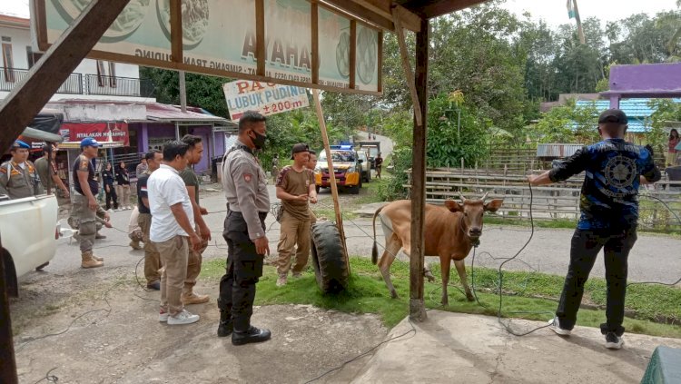 Hewan ternak sapi saat ditertibkan Satpol PP Bengkulu Selatan. (RMOLBengkulu.id)