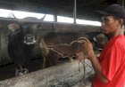 Waspada Wabah PMK, Masyarakat Palembang Diimbau Jeli Pilih Hewan Kurban