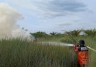 Lima Bulan, Luas Hutan dan Lahan Terbakar di Sumsel Capai 400 Hektar