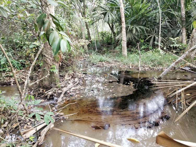 Minyak mentah yang masih tergenang di areal kebun warga. (Eko/rmolsumsel.id)