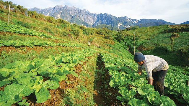 Ilustrasi lahan pertanian yang dijadikan Food Estate. (Istimewa/net)