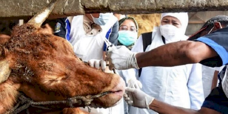 Pemeriksaan kesehatan hewan ternak di Jawa Barat/RMOLJabar
