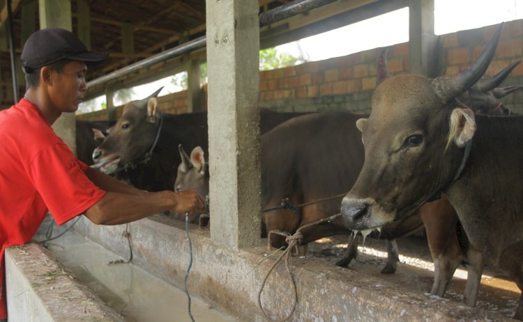 Kondisi Sapi ternak yang terjangkit Penyakit Mulut dan Kuku (PMK). Diperkirakan sekitar seribu lebih sapi di Palembang terjangkit wabah PMK/Foto:Humaidy Kennedy
