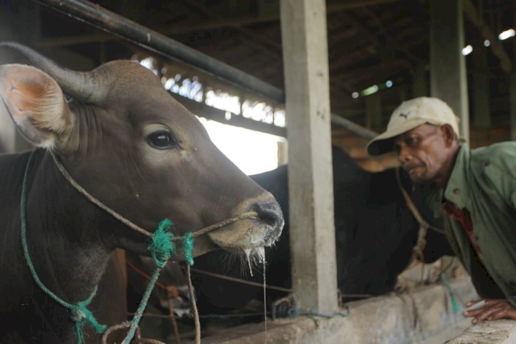 Kondisi sapi yang didiagnosa terjangkit PMK di Palembang. (Humaidy Kennedy/rmolsumsel.id)