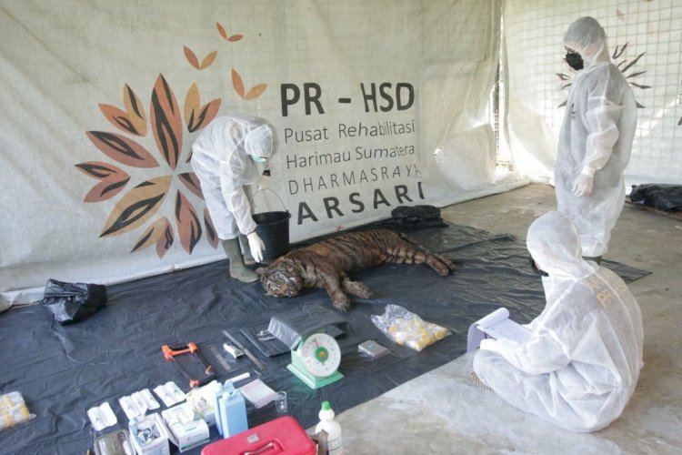 Tim dokter menunjukkan bangkai harimau sumatera yang tewas di Pusat Rehabilitasi Harimau Sumatera di Dharmasyara, Sumatera Barat. (ist/rmolsumsel.id)