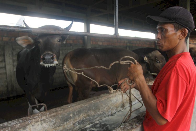Sapi yang diduga terpapar wabah PMK. (Humaidy Kennedy/rmolsumsel.id)