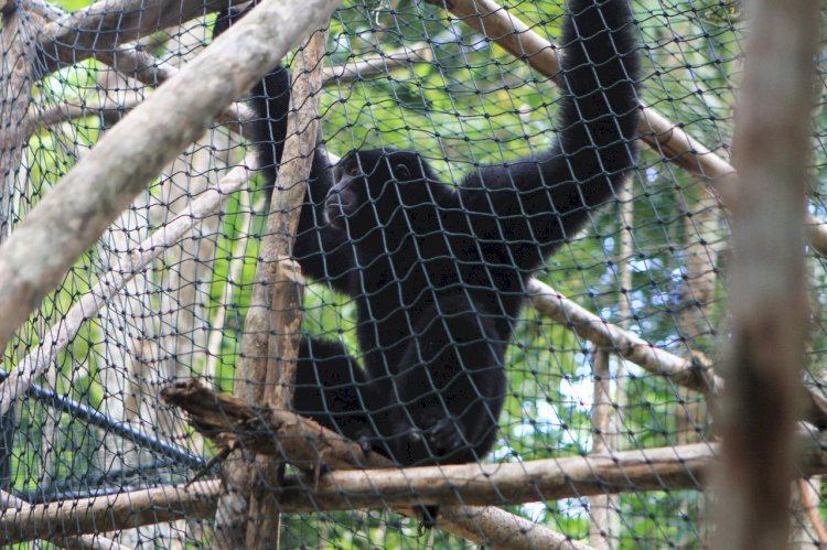 Owa Siamang  yang merupakan hewan dilindungi dilepaskan BKSDA Sumsel di SM Dangku. (Ist). 