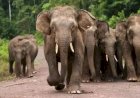 Kawanan Gajah Liar Mengamuk, Satu Orang Tewas Terinjak