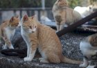 Institut Polandia Mengklasifikasikan Kucing Sebagai Spesies Asing Invasif
