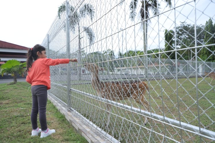 Pemkab Muba membuka halaman Rumdin Bupati menjadi tempat b wisata masyarakat untuk melihat Rusa Totol pemberian Presiden RI Jokowi. (Ist). 