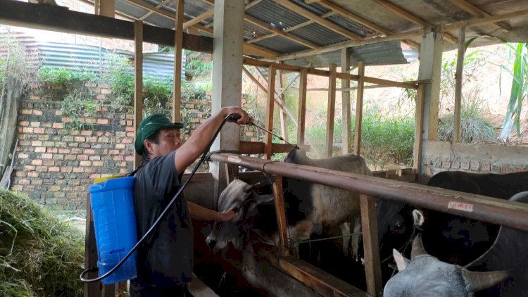 Tampak pengurus kandang ternak Barokah menerapkan protokol kesehatan melakukan penyemprotan. (Noviansyah/RmolSumsel.id)